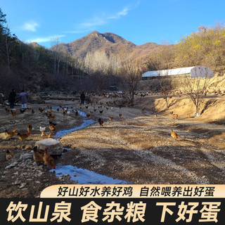 豫南缘无抗富硒虫草蛋无激素农家散养土鸡蛋富硒蛋新鲜鸡蛋生鲜超市同款 40枚 | 京东/+珍珠棉包装 24小时鲜蛋+超200项检测
