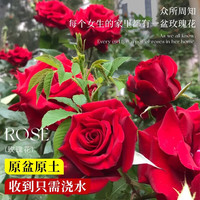 开时果 月季玫瑰花苗带花苞 四季开花特大花卉绿植物蔷薇花阳台盆栽 珊瑚果冻【180#带花苞】 1盆（开花 包对版）