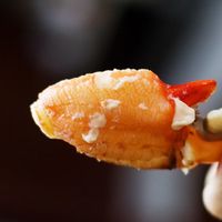 浙江台州大鲜活特大号膏蟹肉蟹红膏蟹大螃蟹活体包活 顺丰速运