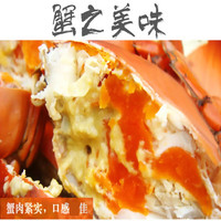 浙江台州大青蟹鲜活特大号膏蟹肉蟹红膏蟹大螃蟹活体包活 公蟹1斤装发2只 每只250克 速运