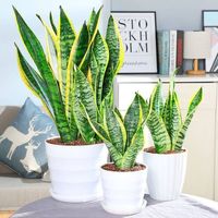 金边虎皮兰多肉植物室内花卉绿植盆栽新房虎尾兰高矮