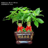 瀚林怡景（HANLINYIJING）发财树盆栽植物室内客厅办公室桌面绿植盆栽花卉四季常青招财树 发财树-财源广进