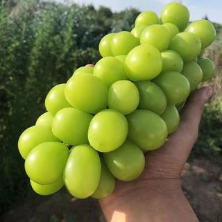 樱鲜 阳光玫瑰葡萄
