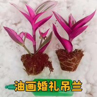多瑙梦瑞玺油画婚礼水培土培吊兰盆栽露阳台室内办公桌植物好养绿植 婚礼油画1颗无根断苗