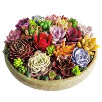 若绿 多肉植物 室内盆栽绿植花卉组合办公室多肉植物 姬胧月