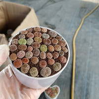 绿荫巷子生石花多肉植物桌面盆栽PP花屁股水培花卉办公室超大石头花屁股花 【白圆瓷盆】石生花20-30颗