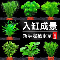 花百年 火山石水草植物鱼缸造景专用水培阴性蜈蚣草绿菊真草增氧绿植摆件