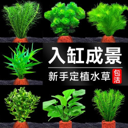 花百年 火山石水草植物鱼缸增氧摆件