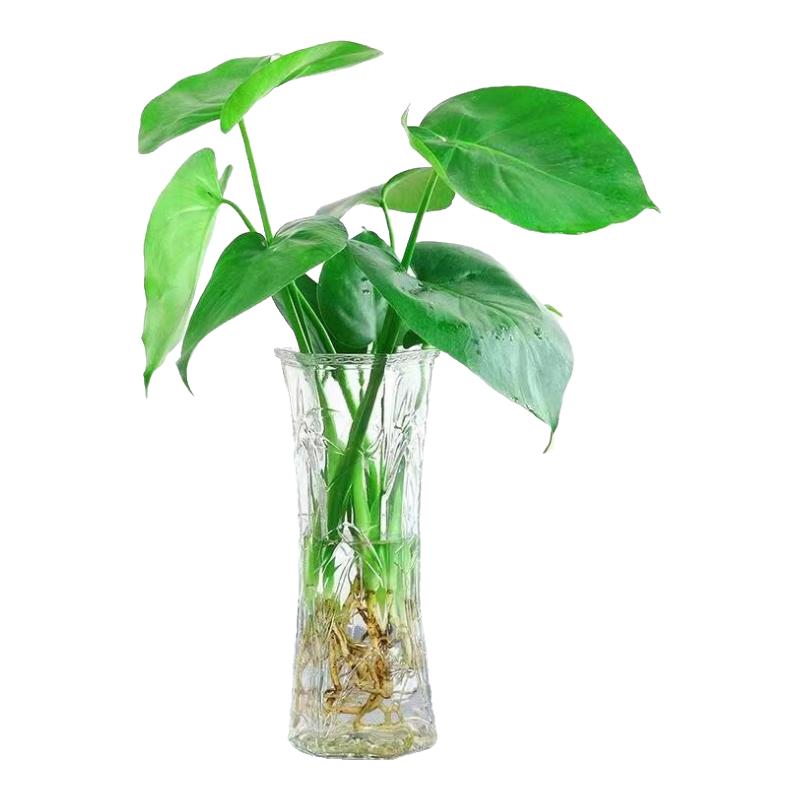 行湘龟背竹水培绿植盆栽 大叶龟背竹40CM高+25高六角花瓶 源头直发