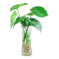 行湘龟背竹水培绿植盆栽 大叶龟背竹40CM高+25高六角花瓶 源头直发
