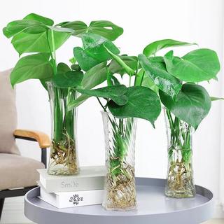 行湘龟背竹水培绿植盆栽 大叶龟背竹40CM高+25高六角花瓶 源头直发