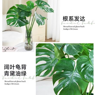 行湘龟背竹水培绿植盆栽 大叶龟背竹40CM高+25高六角花瓶 源头直发