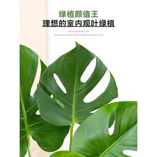 行湘龟背竹水培绿植盆栽 大叶龟背竹40CM高+25高六角花瓶 源头直发
