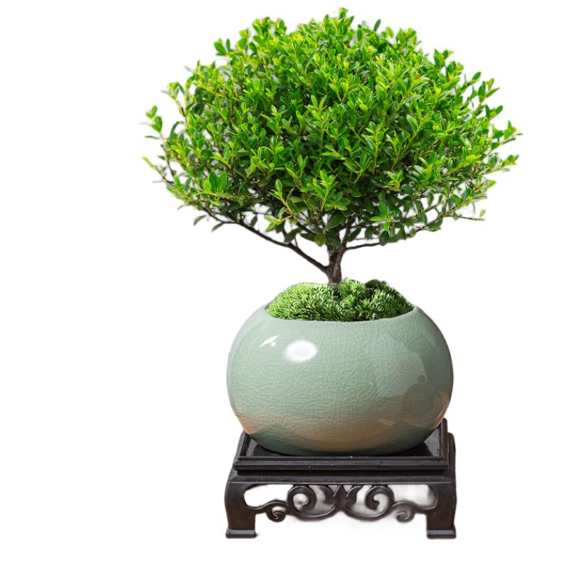 花翁老桩植物室内盆栽花卉 小叶赤楠盆景+绿冰裂釉陶盆+底座源头直发 小叶赤楠+绿冰裂釉陶瓷盆+底座