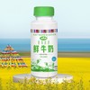 青海湖 鲜牛奶230mL*10瓶 巴氏杀菌