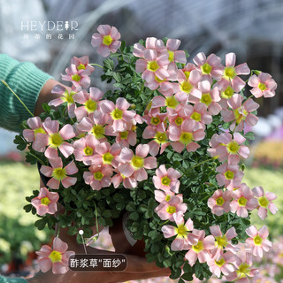 海蒂的花园酢浆草种球多年生好养花卉植物阳台庭院球根