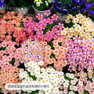 海蒂的花园酢浆草种球多年生好养花卉植物阳台庭院球根