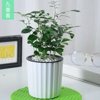 一名花匠 YIMINGHUAJIANG 盆栽室内净化空气桌面植物花卉 九里香+小白竖纹 含盆