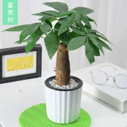 一名花匠 YIMINGHUAJIANG 盆栽室内净化空气桌面植物花卉 发财树+小白竖纹 含盆