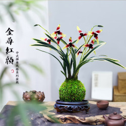 艾莹 有香味的兰花苗 建兰金尊红颜 四季兰带金边室内阳台花卉盆栽绿植 金尊红颜3苗带苔藓球配底座