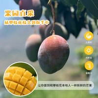 京鲜生 攀枝花凯特芒果 净重4.5斤 单果300g+ 生鲜水果源头直发
