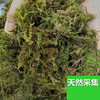 萌依儿水苔蝴蝶兰干水苔兰花干苔藓营养土多肉石斛种植嫁接乌龟冬的 精选干苔藓(100克) 100g 0包