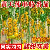 种菜记 瀑布番茄种子 20粒 红樱桃番茄 黄天使串收