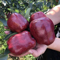 玖原农珍甘肃花牛苹果当季现摘源头直发中秋水果 9.5斤净重8.5-9斤优选果（60-70mm）