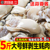 鲜驰 中国大陆 特大号蚝肉 1斤现剥鲜发
