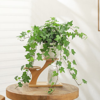 常春藤盆栽花卉植物室垂吊爬藤绿植内净化空气盆景花苗吊兰