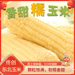 佟创 东北白糯玉米 新鲜糯甜玉米棒子 真空包装玉米生鲜黏玉米 东北白糯玉米均重200g*10根