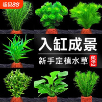 花百年 火山石水草植物鱼缸造景专用水培阴性蜈蚣草绿菊真草增氧绿植摆件