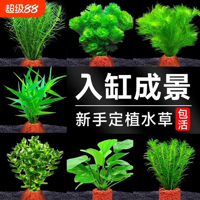 花百年 火山石水草植物鱼缸造景专用水培阴性蜈蚣草绿菊真草增氧绿植摆件