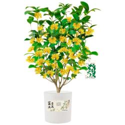 京东鲜花 4-5年桂花盆栽 1盆 送盆贴挂卡