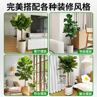 琴叶榕绿植大型盆栽办公室内大叶植物真树绿植高级感客厅四季好养