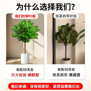 琴叶榕绿植大型盆栽办公室内大叶植物真树绿植高级感客厅四季好养
