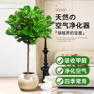 琴叶榕绿植大型盆栽办公室内大叶植物真树绿植高级感客厅四季好养
