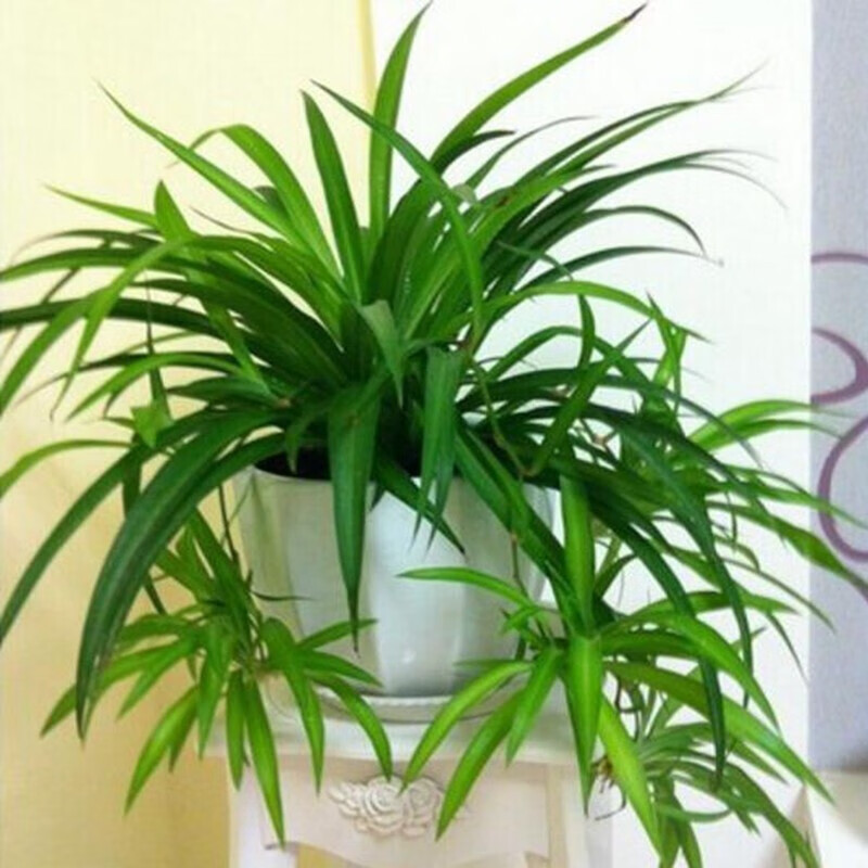 倾颜吊兰绿植盆栽室内苗木室内盆栽垂吊花卉植物花卉盆栽土培水培植物 青叶吊兰整盆苗3-5棵（简易原盆原土）
