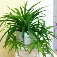 倾颜吊兰绿植盆栽室内苗木室内盆栽垂吊花卉植物花卉盆栽土培水培植物 青叶吊兰整盆苗3-5棵（简易原盆原土）