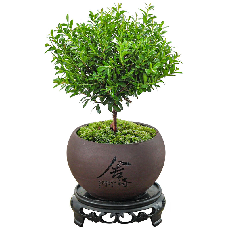 八芽 小叶赤楠盆景摆件室内绿植花卉盆栽老桩客厅办公室桌面好养植物 （舍得紫砂盆赤楠+苔藓铺面+底座）