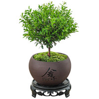 八芽 小叶赤楠盆景摆件室内绿植花卉盆栽老桩客厅办公室桌面好养植物 （舍得紫砂盆赤楠+苔藓铺面+底座）