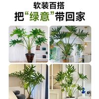 琅阙龙鳞春羽绿植客厅大盆栽室内好养花卉盆栽摆件0.8-1m原盆源头直发