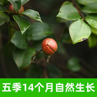 【超市独家】野岭有机深山茶油双重有机茶籽低温压榨传统山茶油