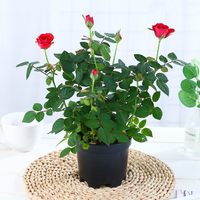 雅卉 盆栽迷你小玫瑰花苗带花苞四季开花不断好养花卉微型月季 钻石玫瑰 带原盆原土