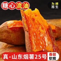 山东烟薯25号中果2.8斤(单果150g+)