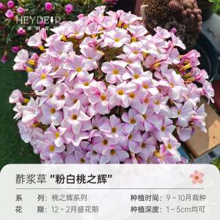 海蒂的花园 酢浆草种球多年生好养花卉植物阳台庭院球根