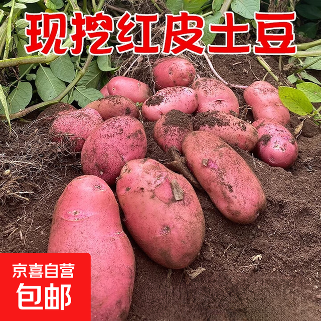 京喜 红皮土豆 高原黄心土豆 2斤 单果1-3两