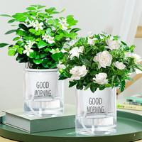 樱霞 花卉植物室内桌面净化空气水培小绿植好养活驱蚊盆栽 九里香+栀子花 带盆