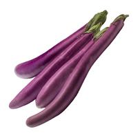 寿禾 长茄种子苗杭茄白肉紫皮家庭种植菜种籽 潍丰杭茄一号种子150粒