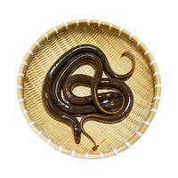 品鲜肴【鲜活】江苏渔民捕捞鲜活土黄鳝鱼鳝段长鱼现杀营养淡水水产食用 野捕黄鳝活体发（部分地区可发） 每条8-9两超特大野黄鳝（共2条）